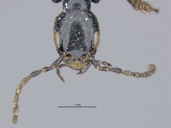 Media type: image;   Entomology 305299 Aspect: head frontal view